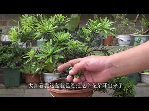 羅漢松果實功效|羅漢松毬果的秘密：你不知道的植物珍寶 – 植物盆栽綠寶典